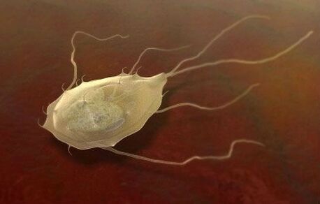 Giardia is also a parasite! 